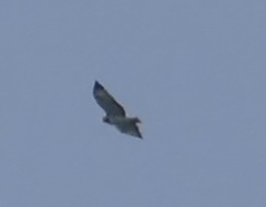 Buteo auguralis