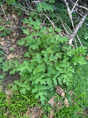 Tordylieae