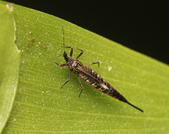 Idolothrips