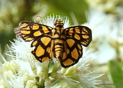 Odina hieroglyphica ortina