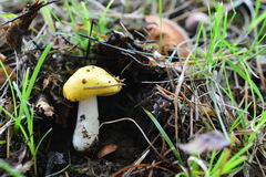 Russula acetolens