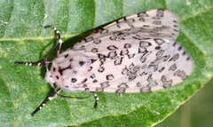 Alpenus