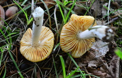 Russula acetolens