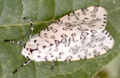 Alpenus