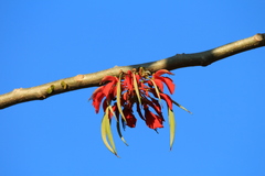 Erythrina ulei