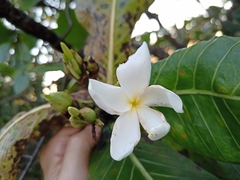 Himatanthus obovatus