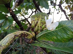 Himatanthus obovatus