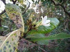 Himatanthus obovatus