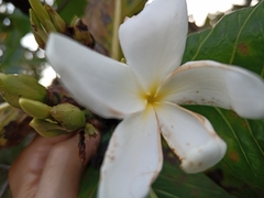 Himatanthus obovatus