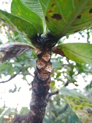 Himatanthus obovatus