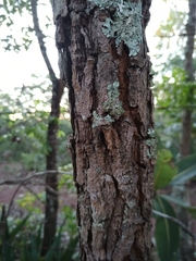 Himatanthus obovatus