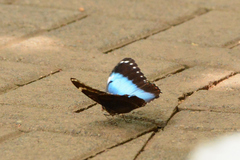 Morpho helenor
