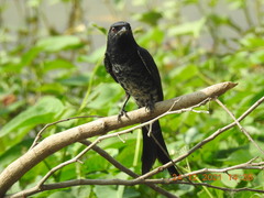 Dicrurus macrocercus