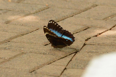 Morpho helenor