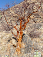 Commiphora glaucescens