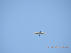 Threskiornis melanocephalus