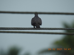 Streptopelia chinensis