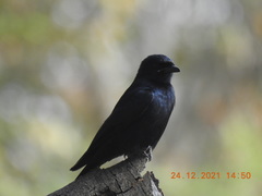 Dicrurus macrocercus