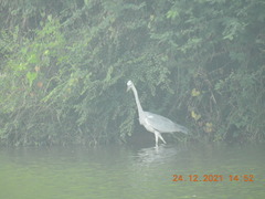 Ardea cinerea