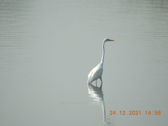 Ardea alba