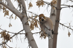 Coccothraustes coccothraustes