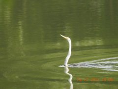 Anhinga melanogaster