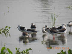 Himantopus himantopus