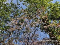 Prunus transarisanensis