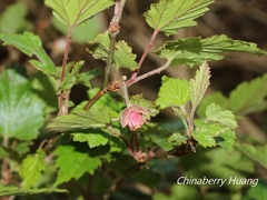 Rubus taitoensis