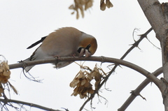 Coccothraustes coccothraustes