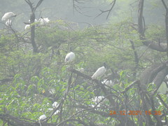 Threskiornis melanocephalus