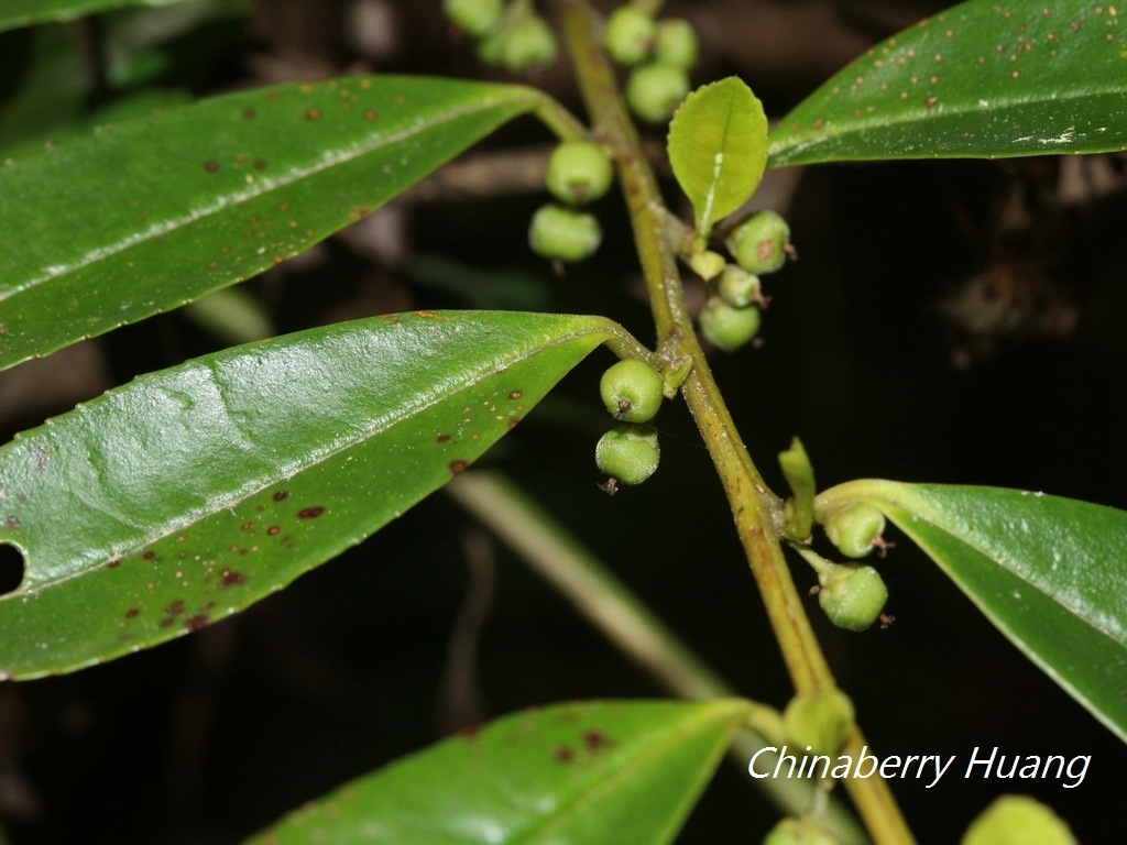 Eurya gnaphalocarpa (Eurya gnaphalocarpa)