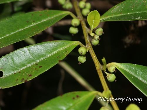 Eurya gnaphalocarpa