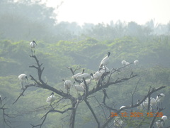 Threskiornis melanocephalus