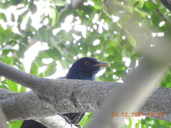 Eudynamys scolopaceus