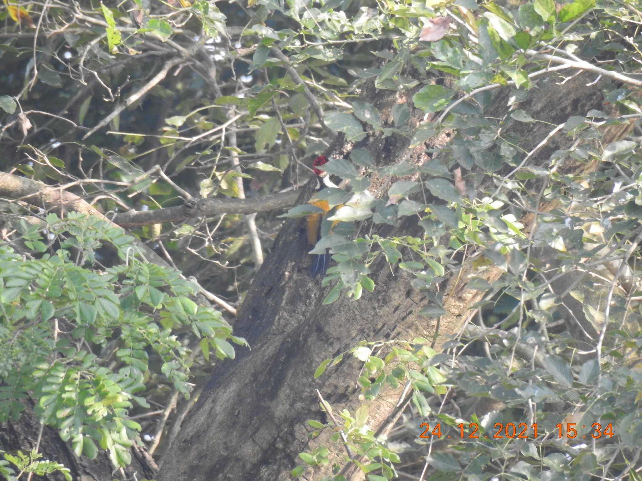 Black-rumped Flameback