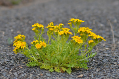 Senecio leucanthemifolius caucasicus