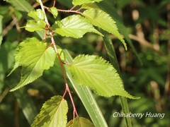 Prunus transarisanensis