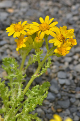 Senecio leucanthemifolius caucasicus