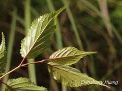 Prunus transarisanensis