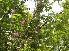Rhododendron noriakianum