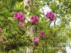 Rhododendron noriakianum