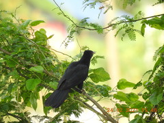 Eudynamys scolopaceus