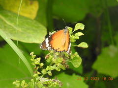 Danaus chrysippus