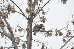 Coccothraustes coccothraustes