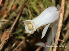 Monotropastrum humile glaberrimum