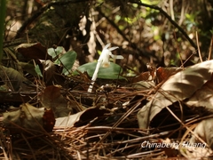 Monotropastrum humile glaberrimum