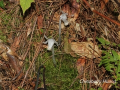 Monotropastrum humile glaberrimum