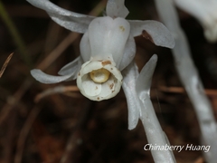 Monotropastrum humile glaberrimum