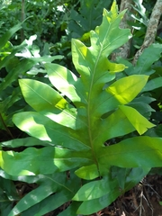 Microsorum scolopendria